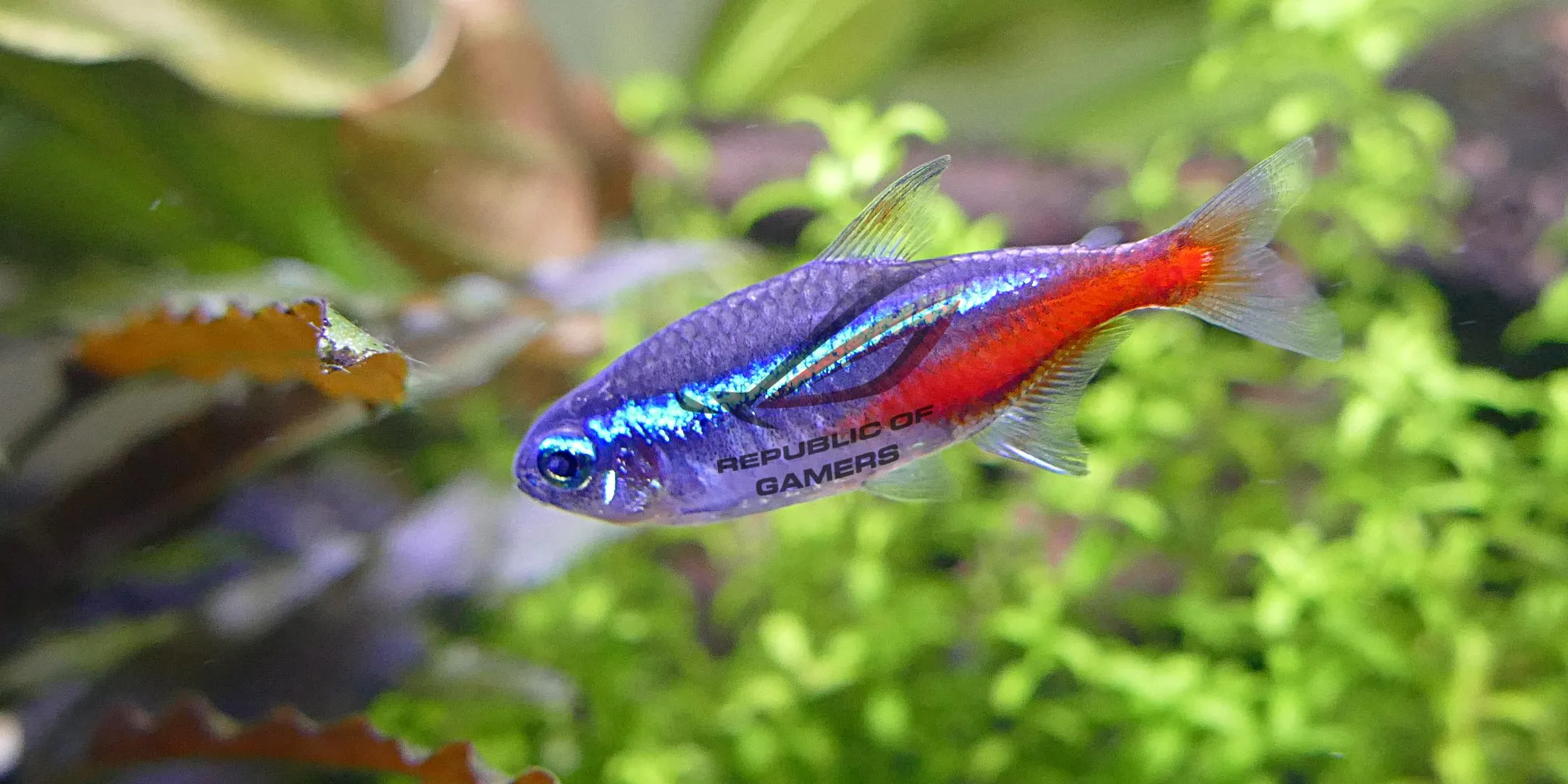 Cá Neon Tetra với logo Republic of Gamers, biểu tượng cho cá cảnh phong cách gamer